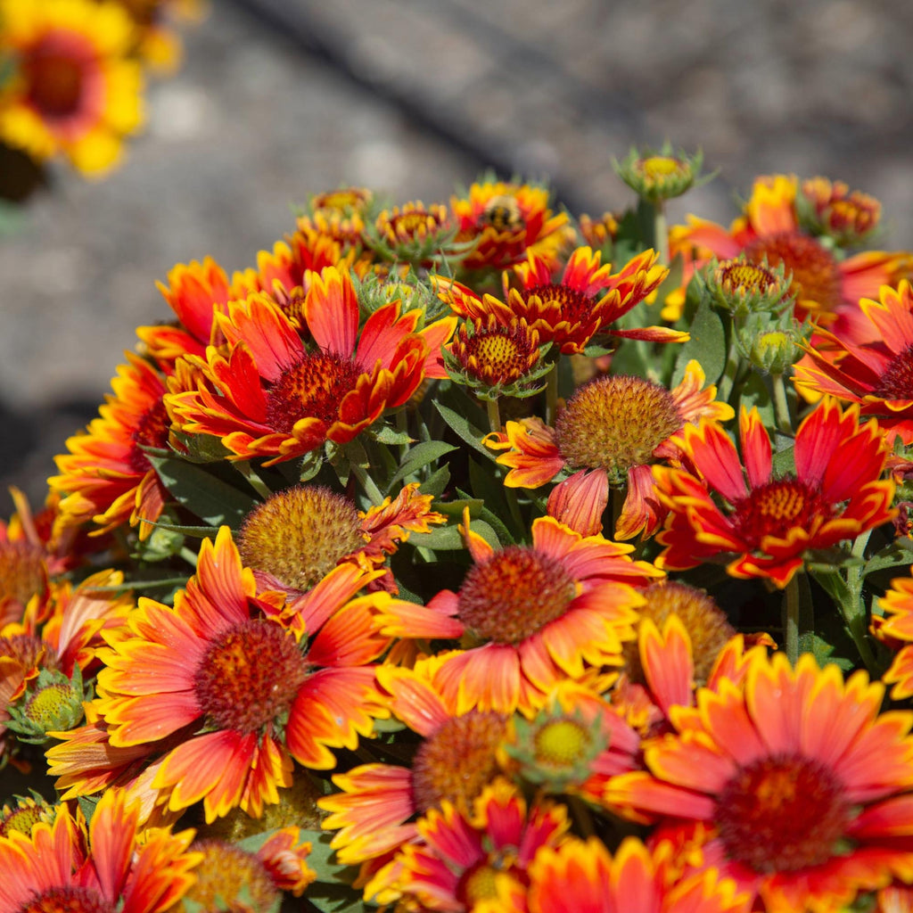 SpinTop® Orange Halo