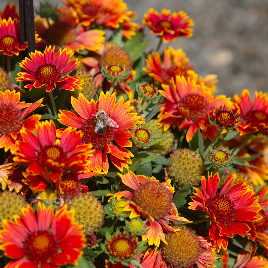 SpinTop® Orange Halo