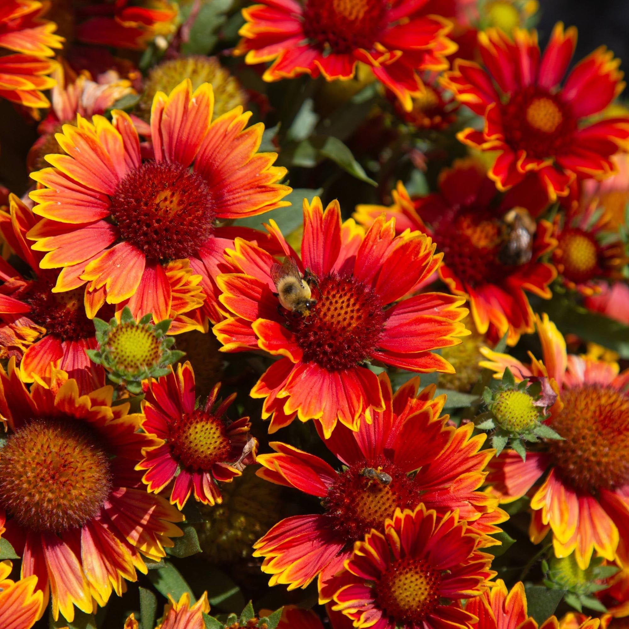 SpinTop® Orange Halo