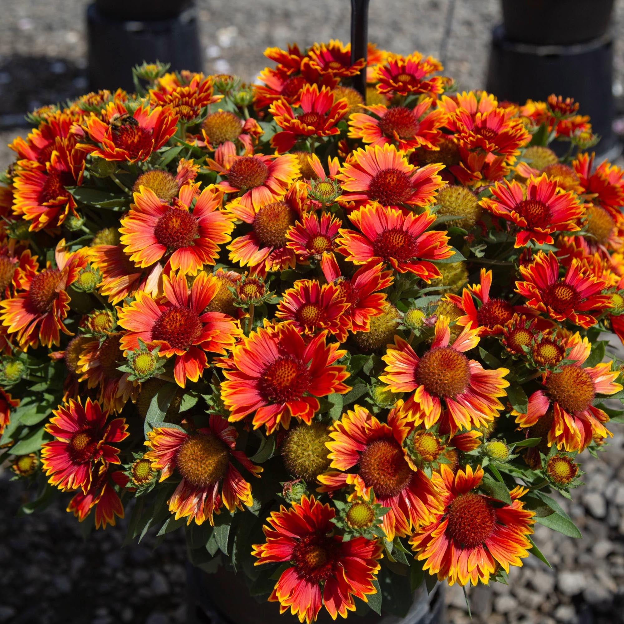 SpinTop® Orange Halo