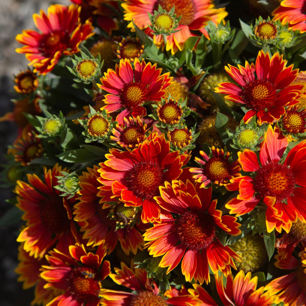 SpinTop® Orange Halo