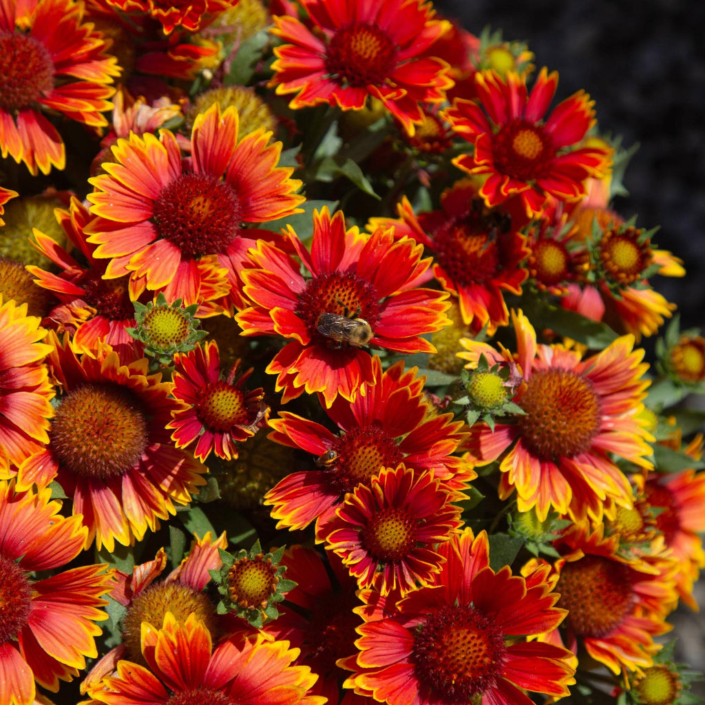 SpinTop® Orange Halo