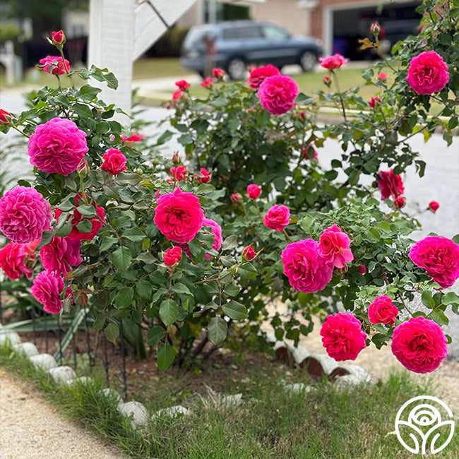 Gabriel Oak English David Austin Rose | Heirloom