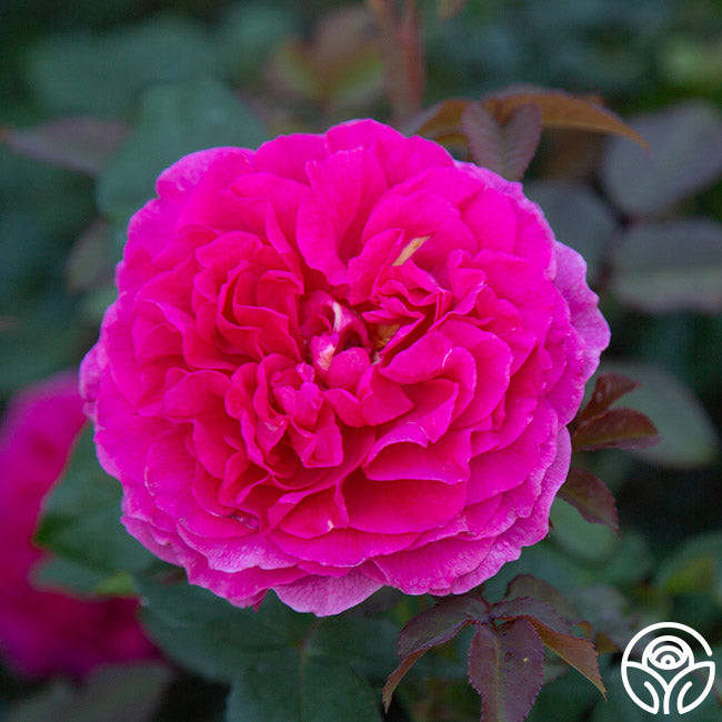 Gabriel Oak English David Austin Rose | Heirloom