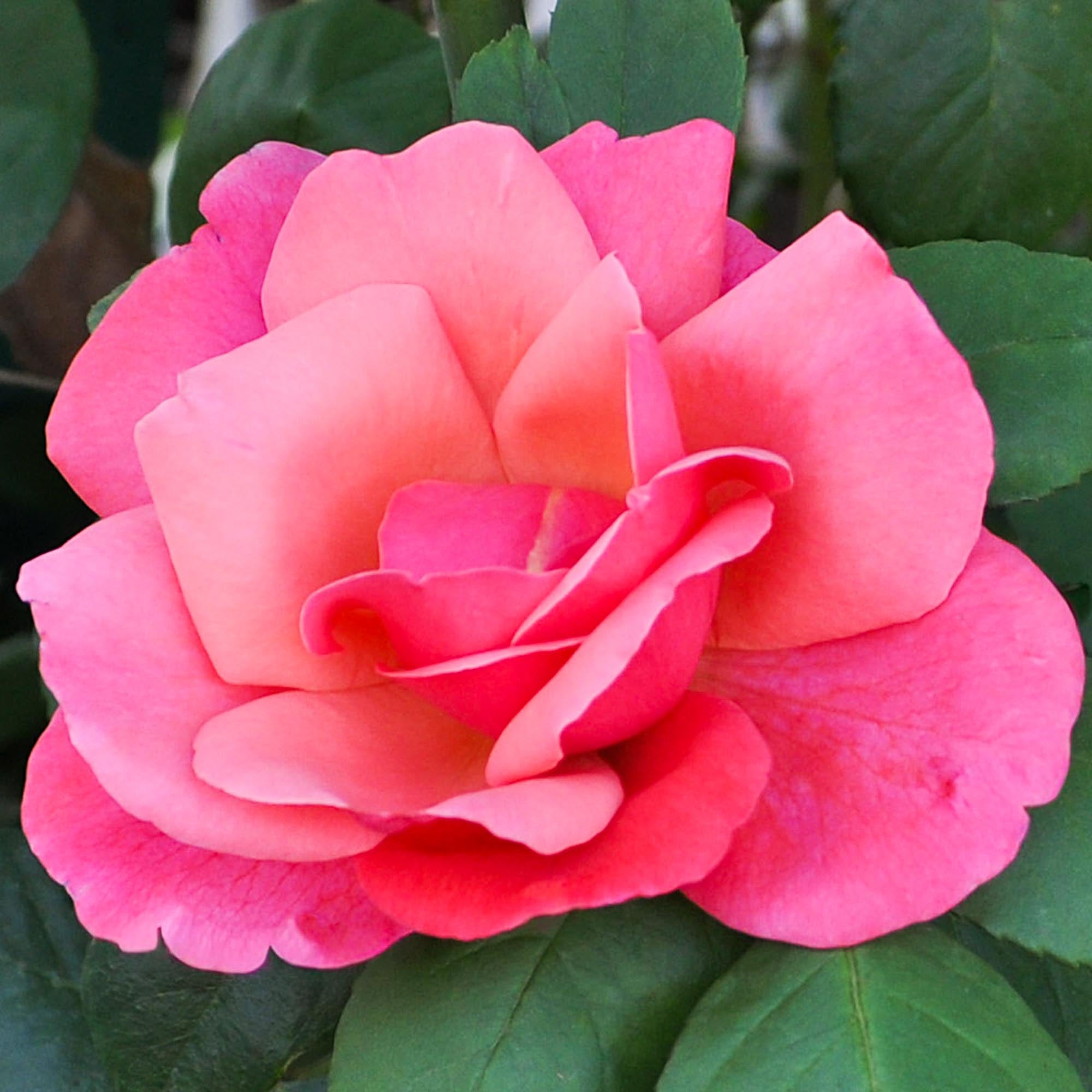 Galway Bay Climbing Rose | Pink Rose Bush – Heirloom