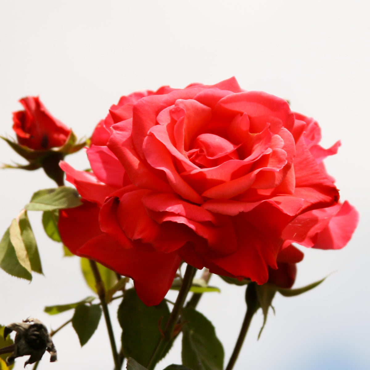 Galway Bay Climbing Rose | Pink Rose Bush – Heirloom