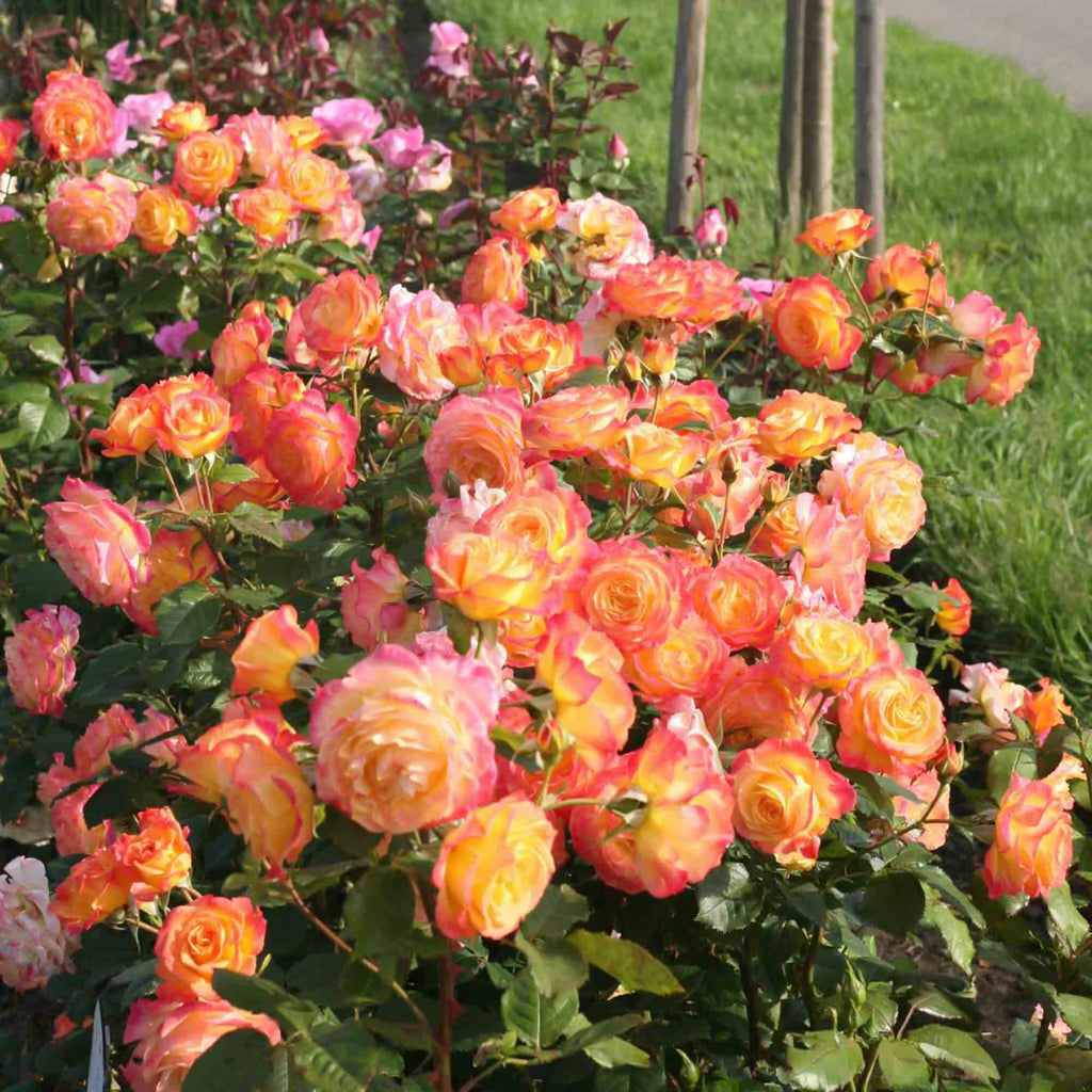 Garden Delight™