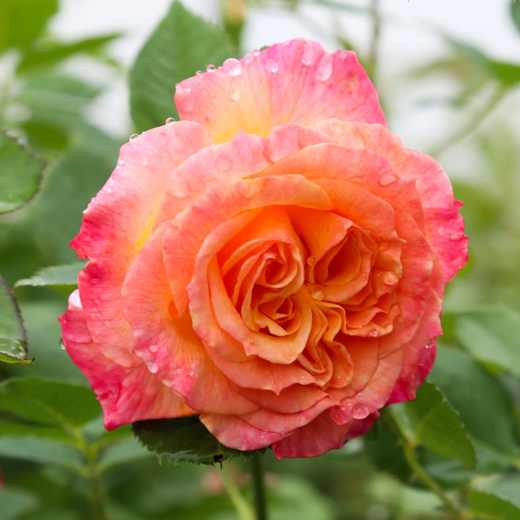 Garden Delight™