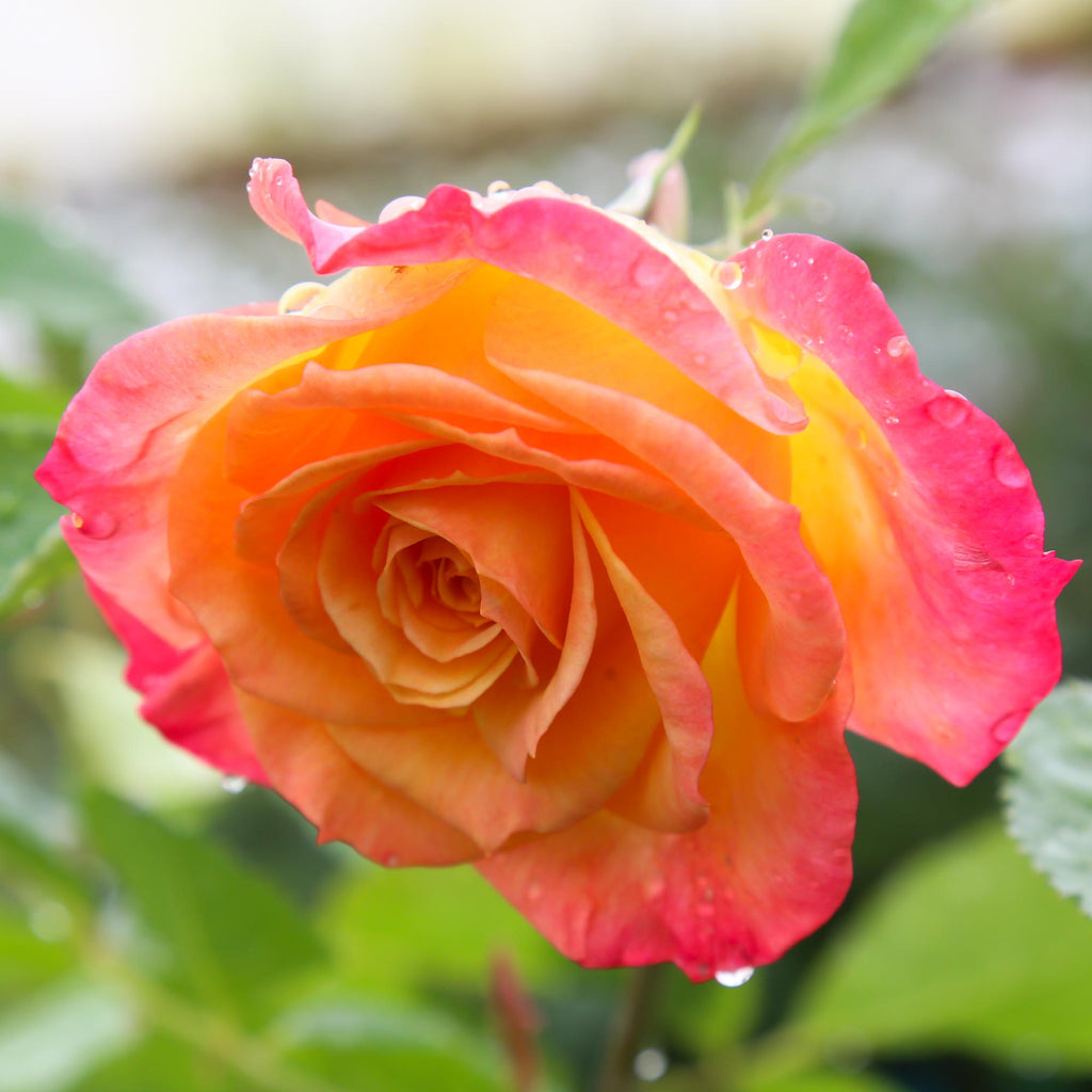 Garden Delight™