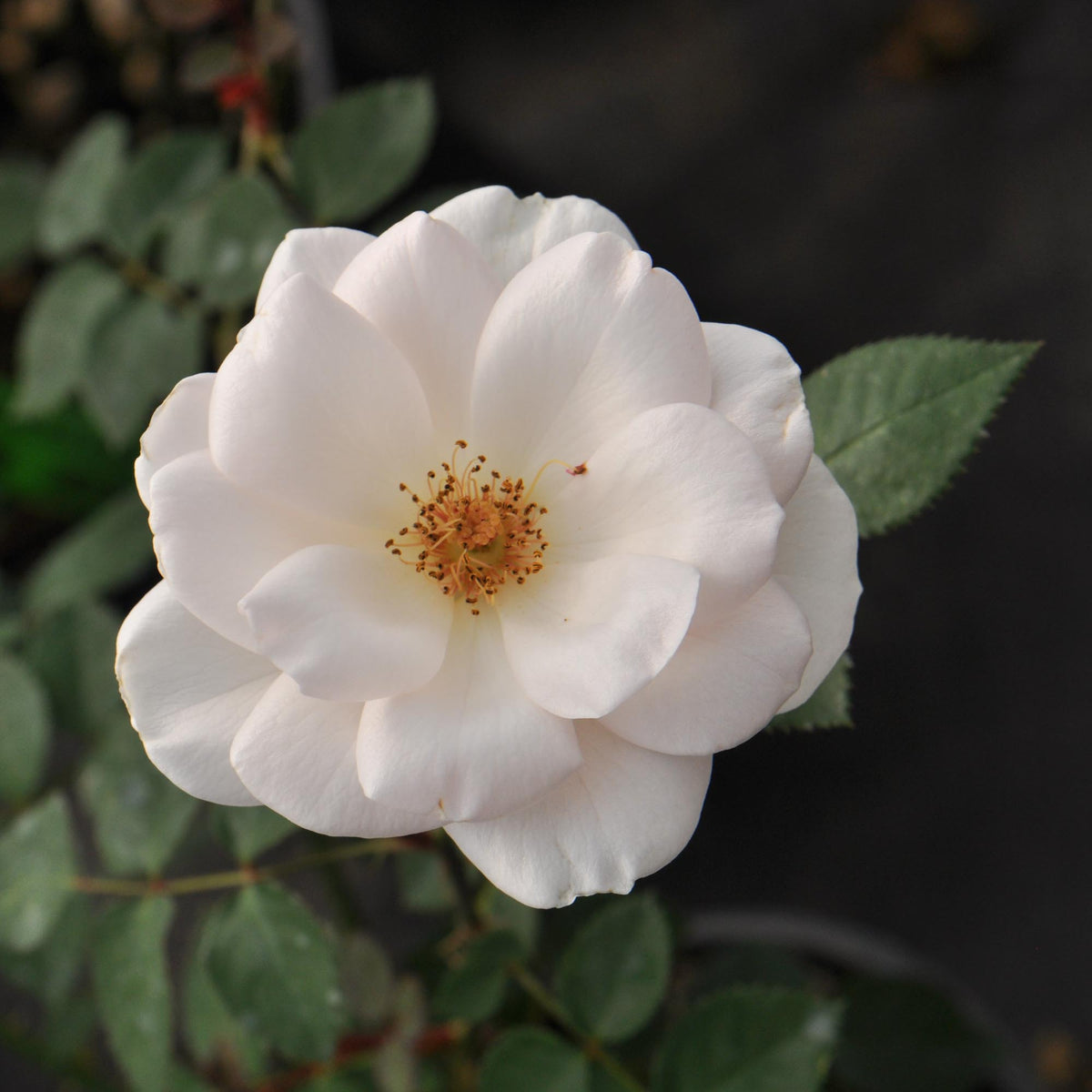Primetime Roses Garden Time Shrub Rose | Pink Rose Plant – Heirloom