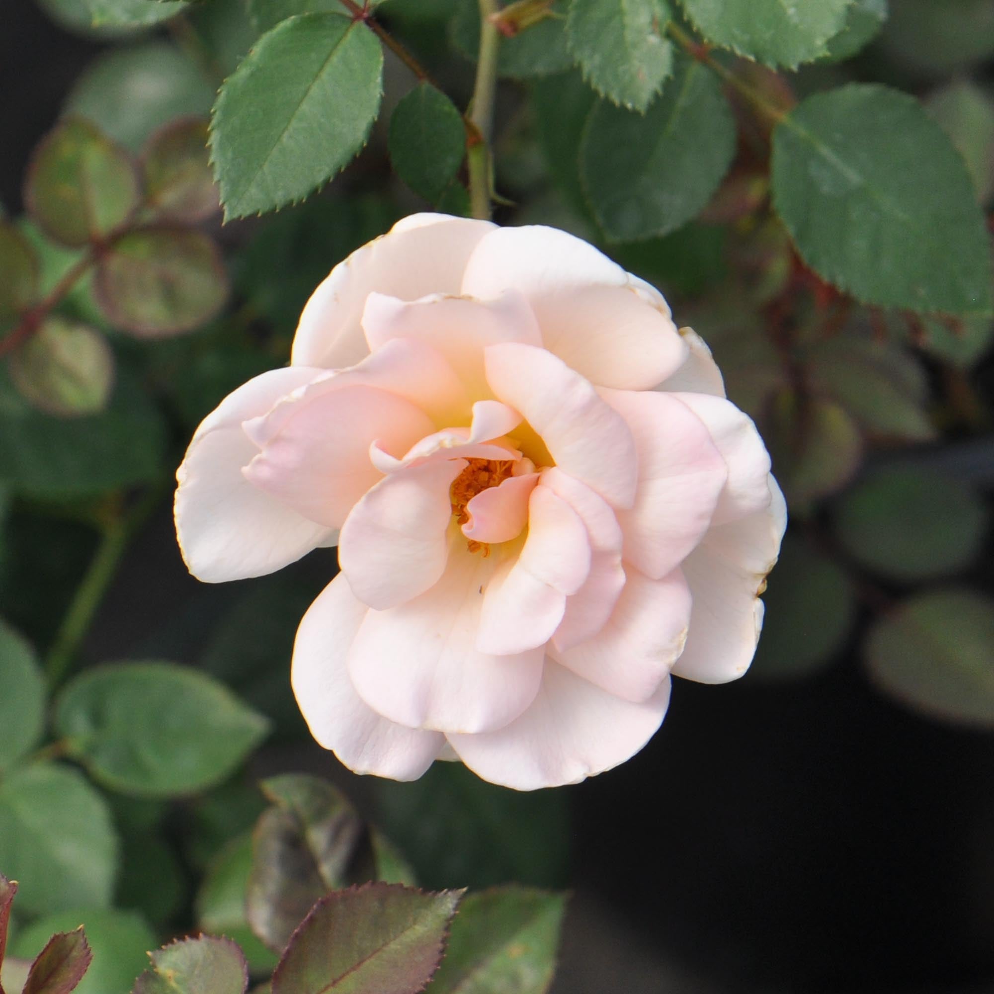 Garden Time Shrub Rose | Pink Rose Plant – Heirloom