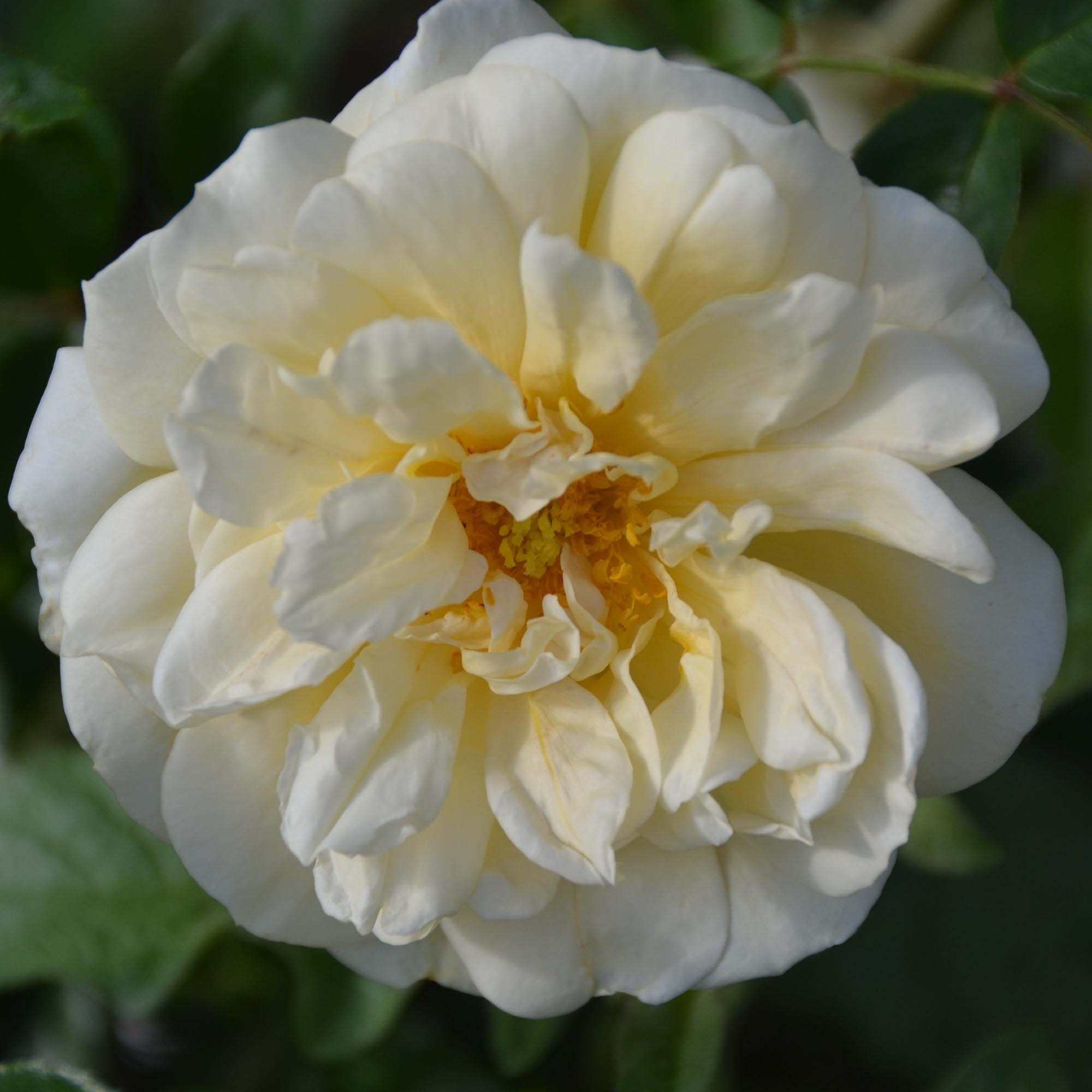 Gardenia
