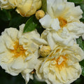 Gardenia