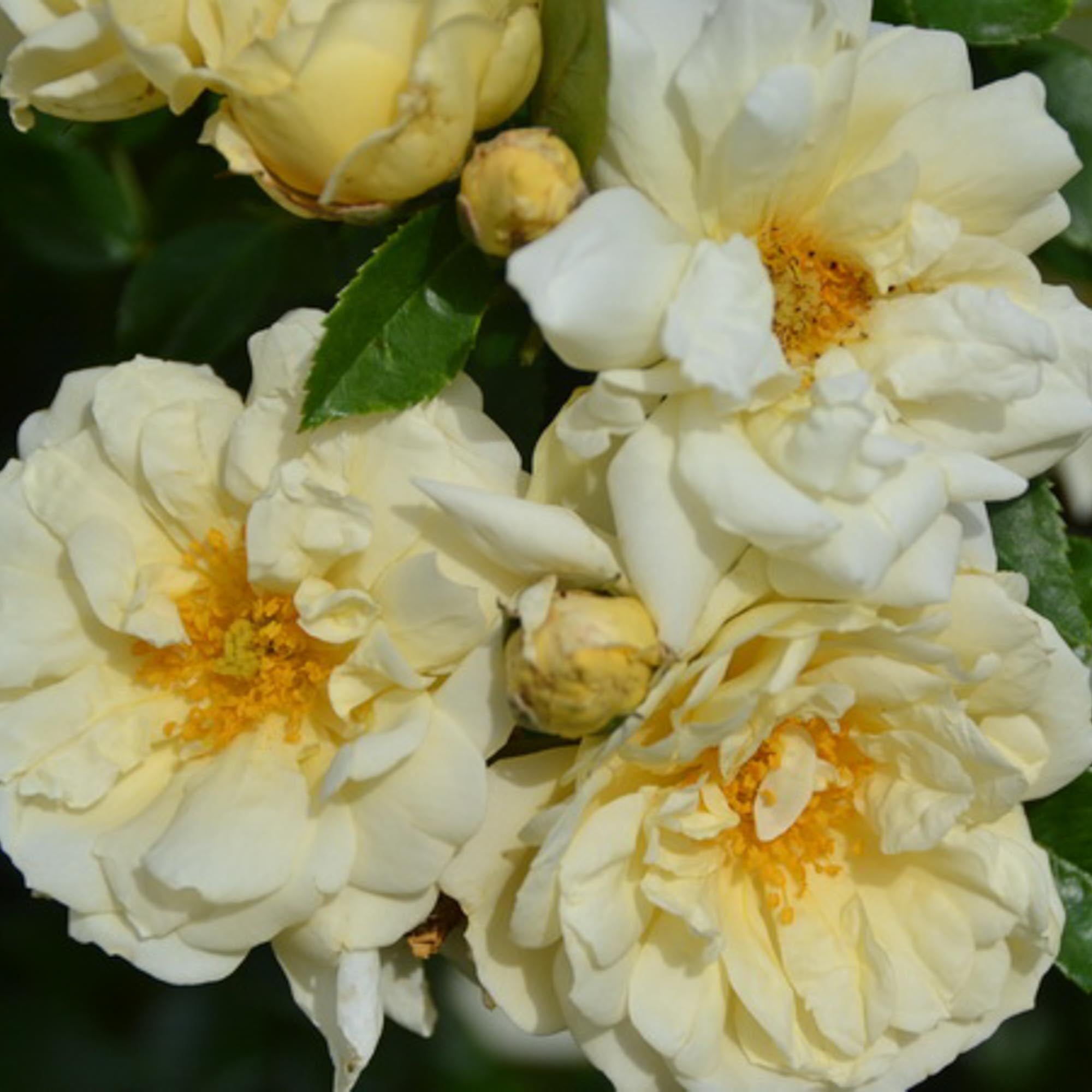 Gardenia