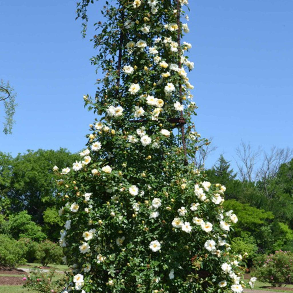 Gardenia