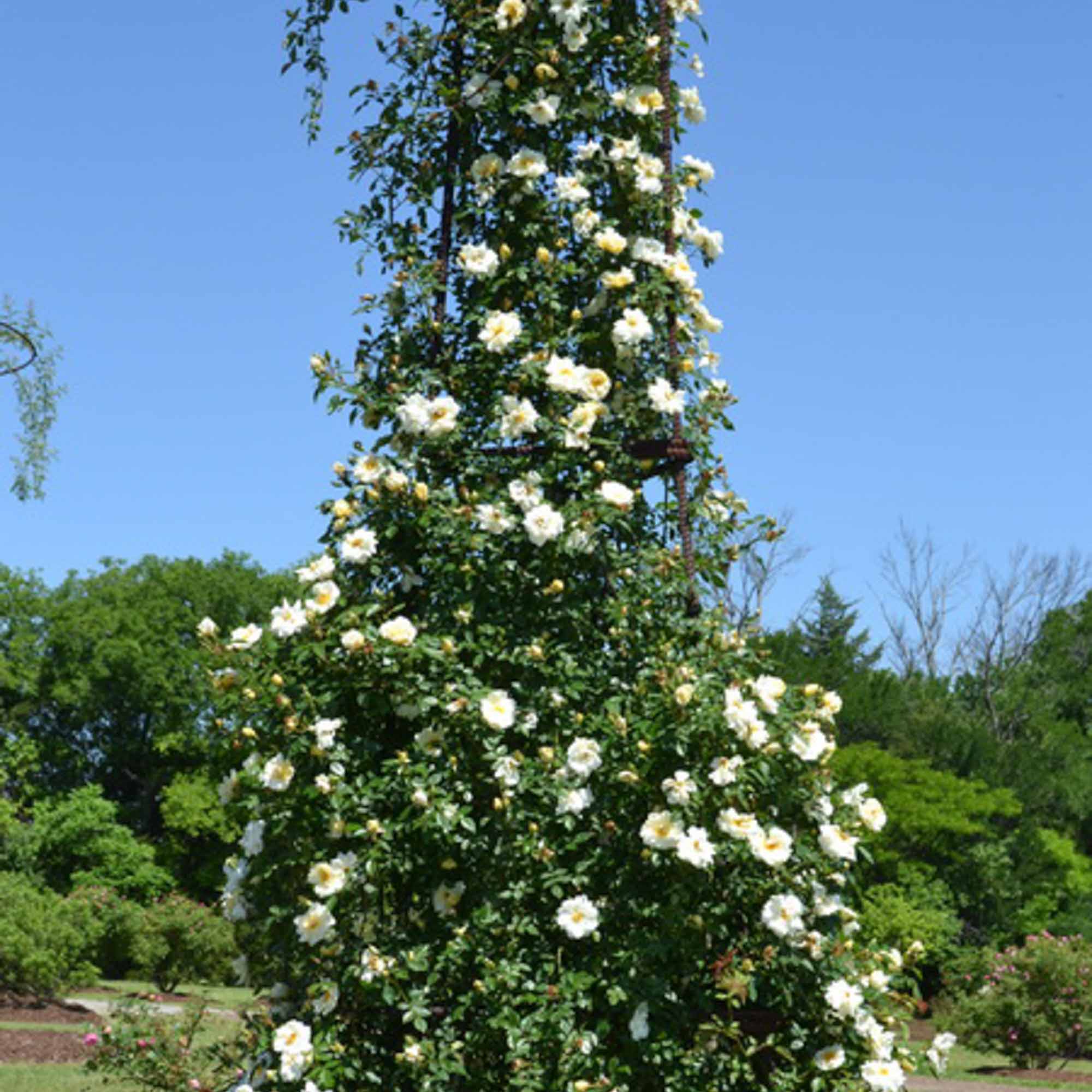 Gardenia
