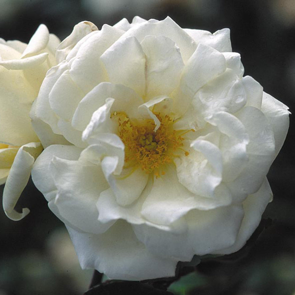 Gardenia
