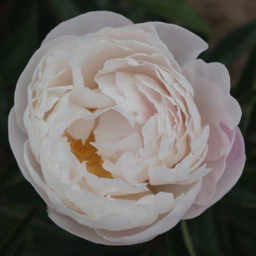 Gardenia