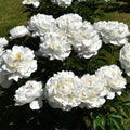 Gardenia