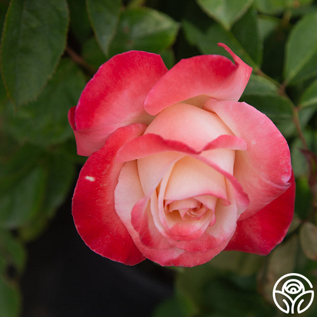 Gemini Hybrid Tea Rose | Fragrant Rose Plant – Heirloom