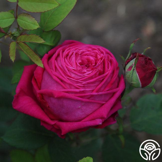 General Washington Hybrid Perpetuals Rose | Red Rose Plant – Heirloom