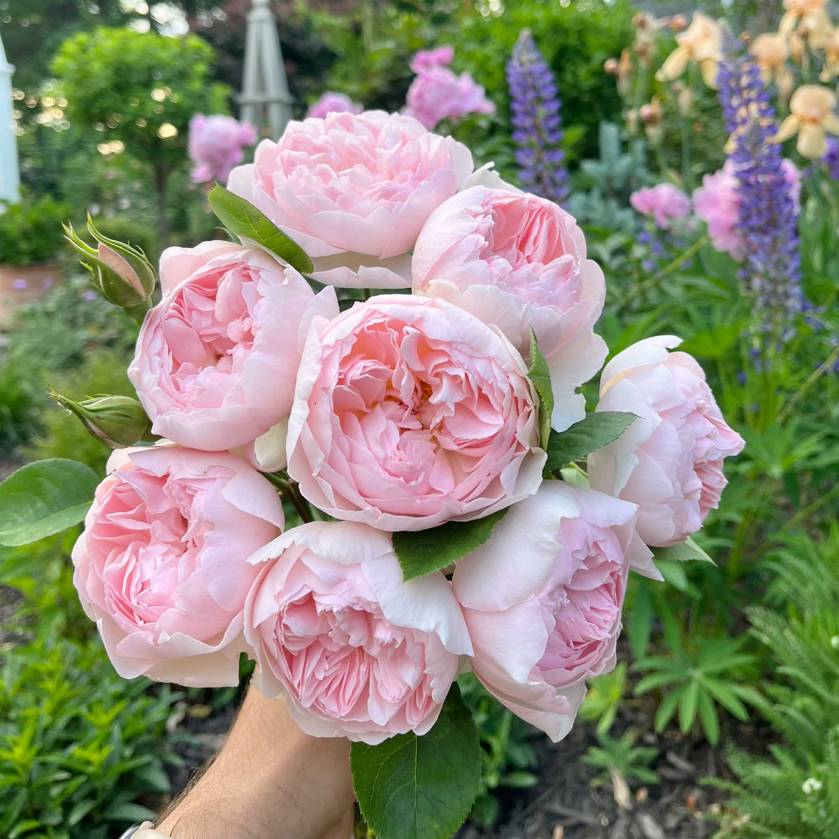 Gentle Hermione | Fragrant David Austin Rose – Heirloom