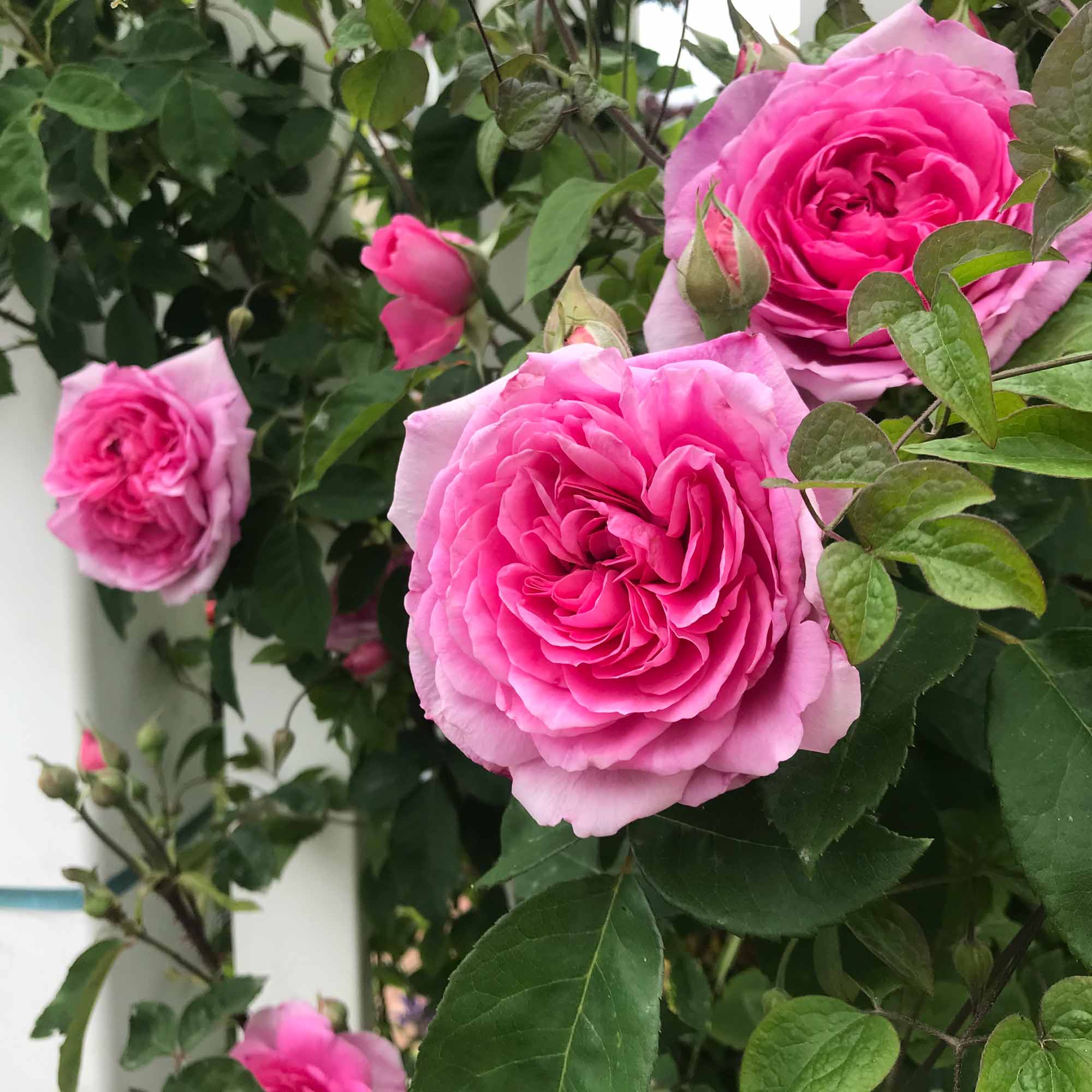 Gertrude Jekyll | Fragrant David Austin Rose Bush – Heirloom
