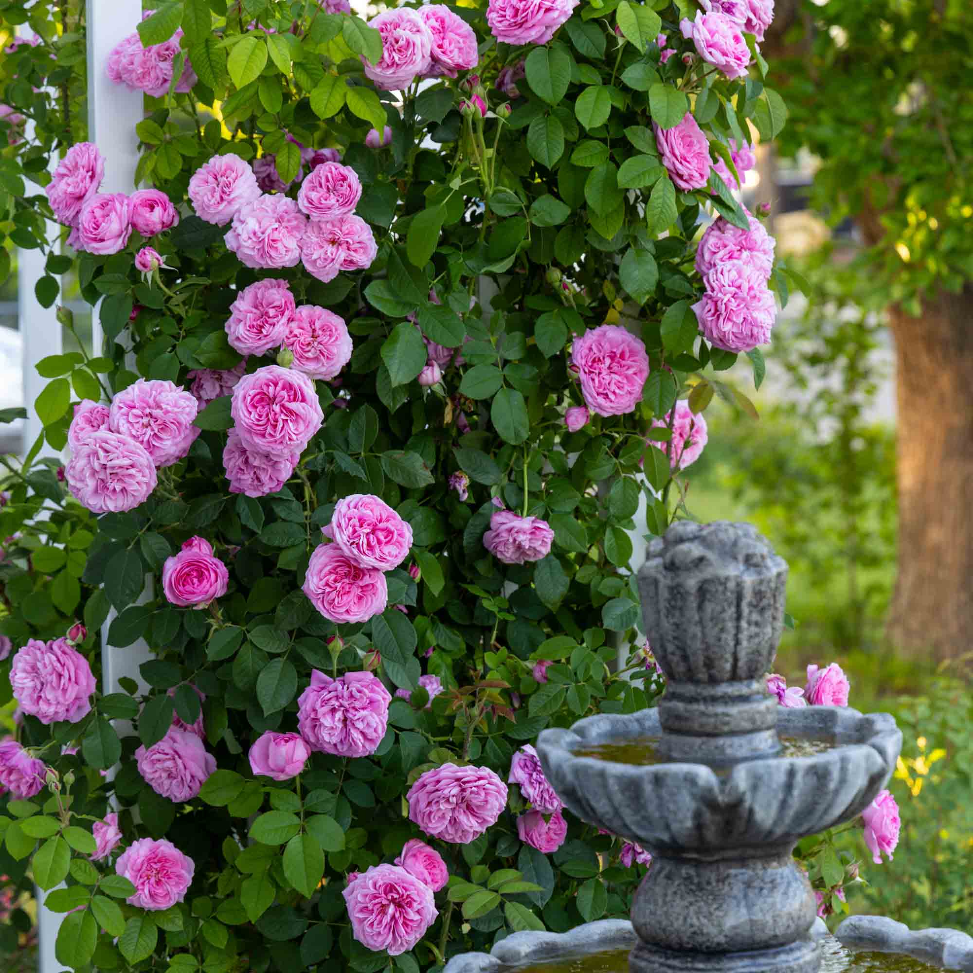 Gertrude Jekyll®