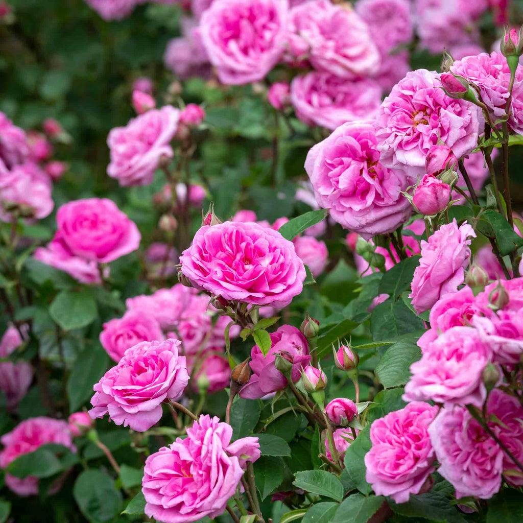 Gertrude Jekyll®