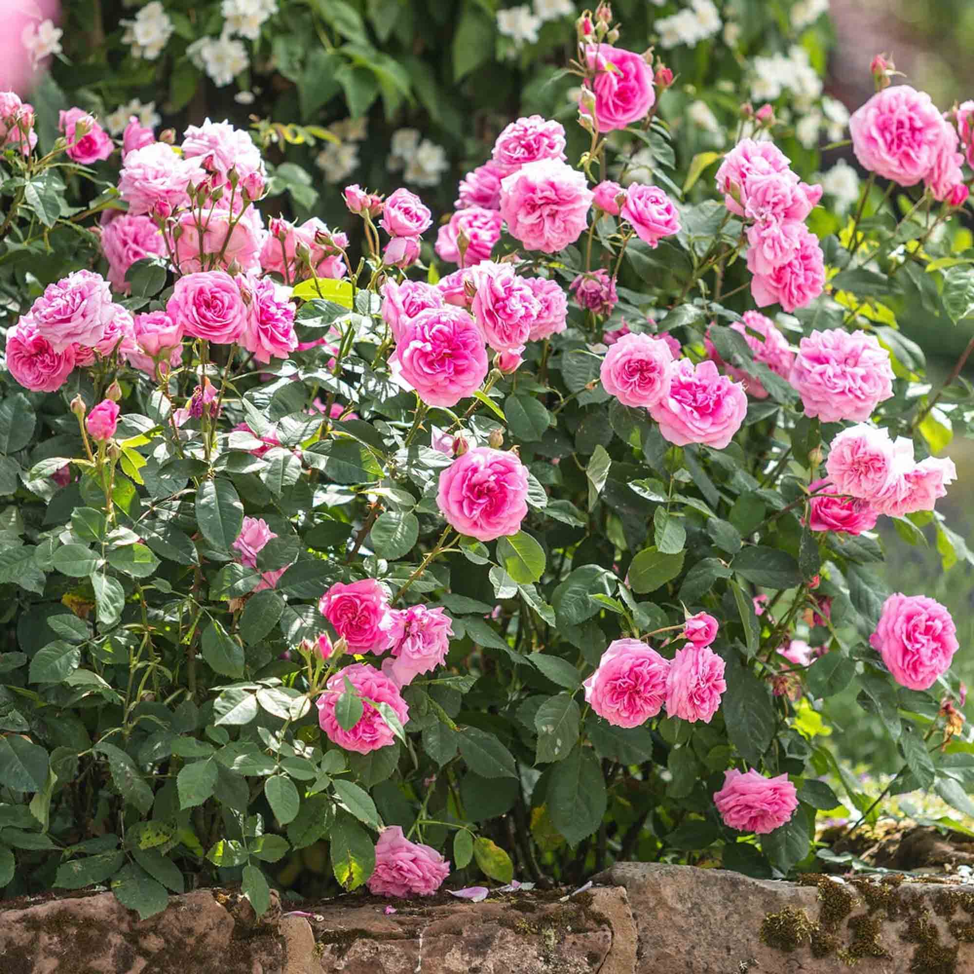 Gertrude Jekyll®
