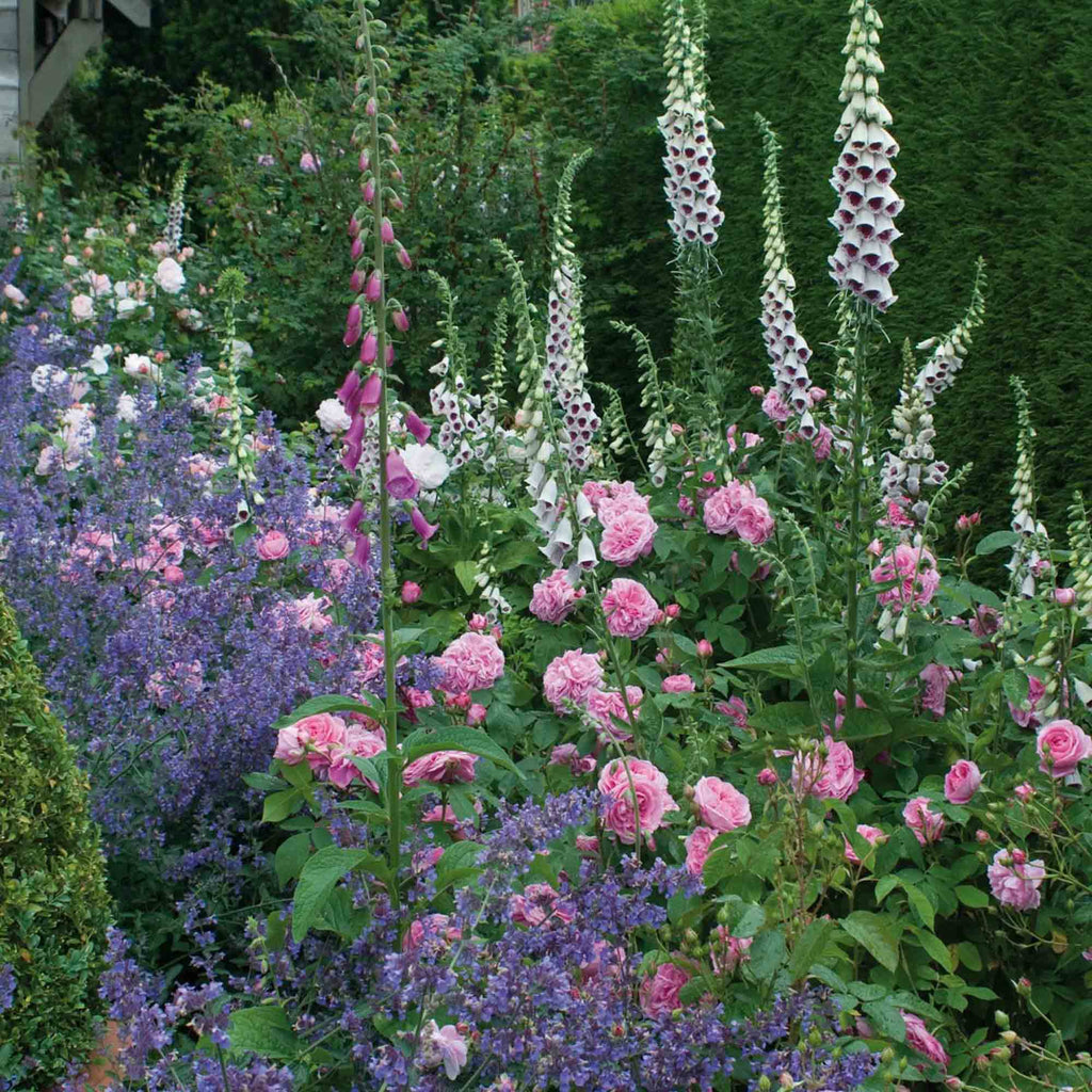 Gertrude Jekyll®