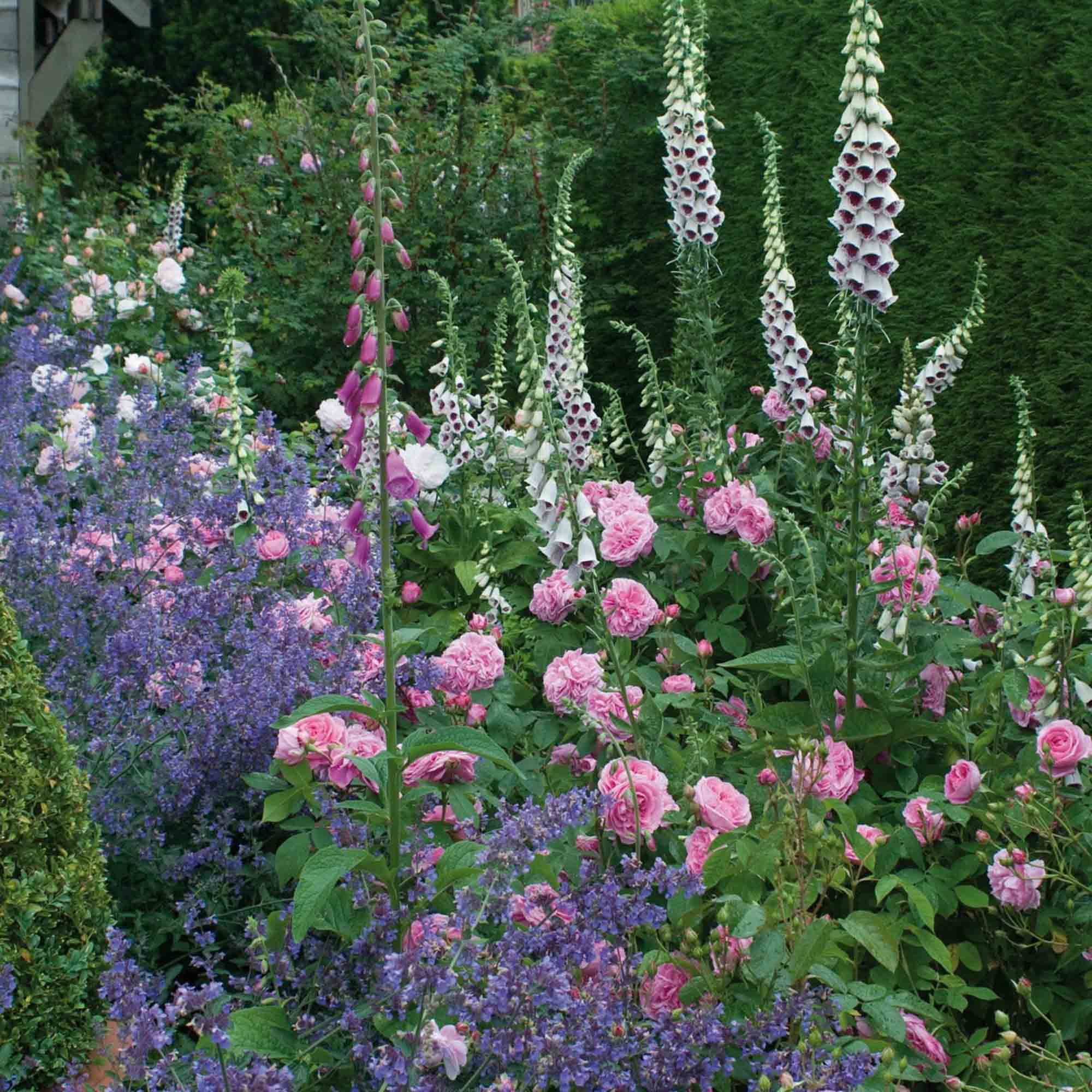 Gertrude Jekyll®