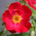 Gina's Rose