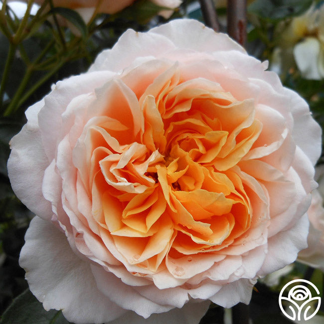 English Roses Collection – Heirloom