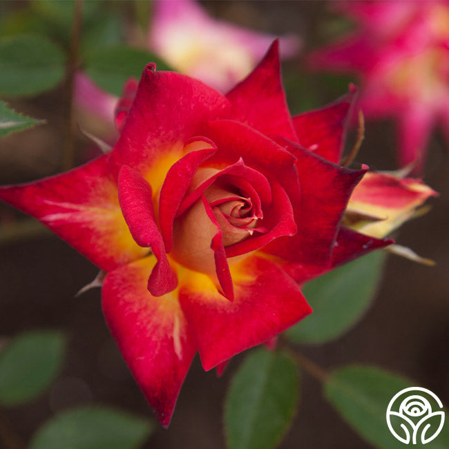 Amber Coloured Roses Glowing Amber – Heirloom Roses