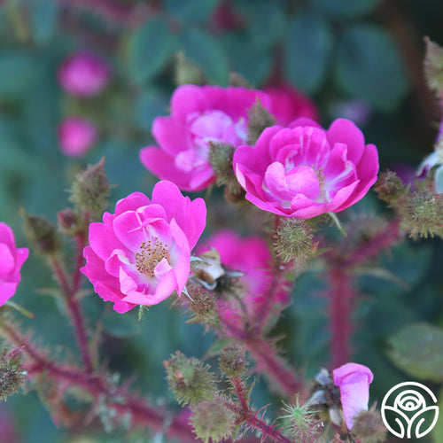 Goethe Moss Rose | Pink Rose Plant  Heirloom