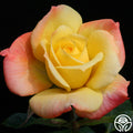 Golden Beauty™