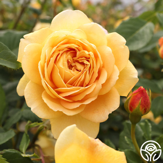 Heirloom Roses David Austin Rose Plant - Golden Celebration Yellow Rose Bush - Thumbnail 4