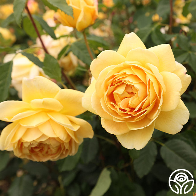 Heirloom Roses David Austin Rose Plant - Golden Celebration Yellow Rose Bush