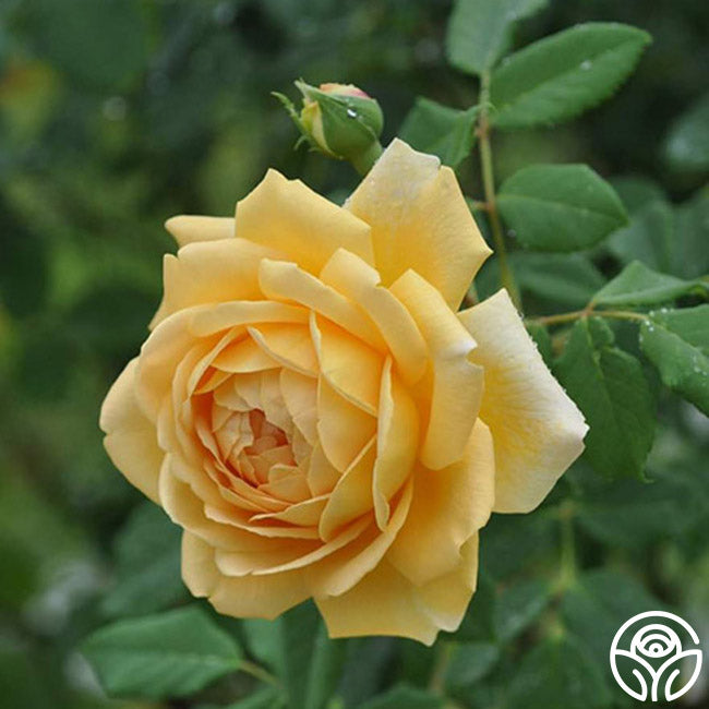 Golden Celebration®