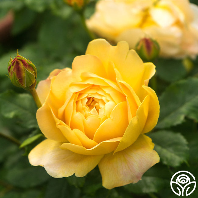 Golden Celebration®