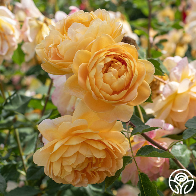 Heirloom Roses David Austin Rose Plant - Golden Celebration Yellow Rose Bush - Thumbnail 5