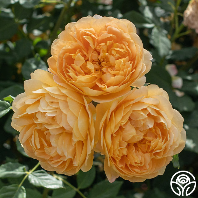 Golden Celebration®