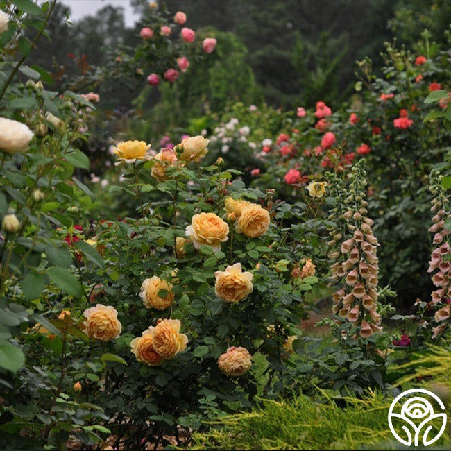 Golden Celebration®