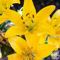 Lily-Golden-Matrix