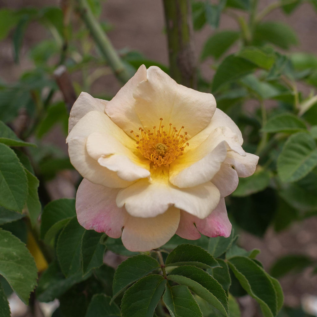 Golden Blush