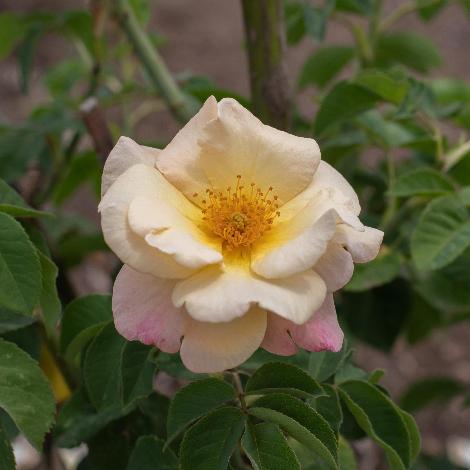 Golden Blush