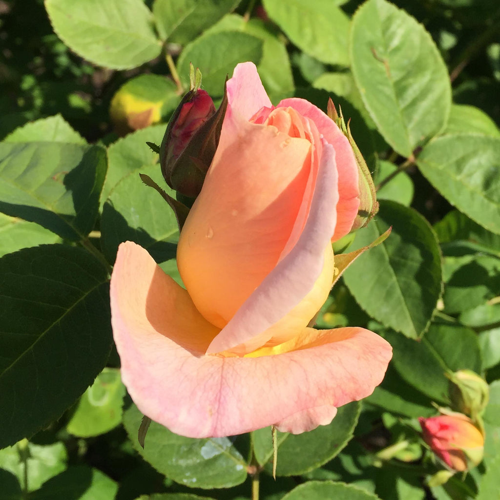 Golden Blush