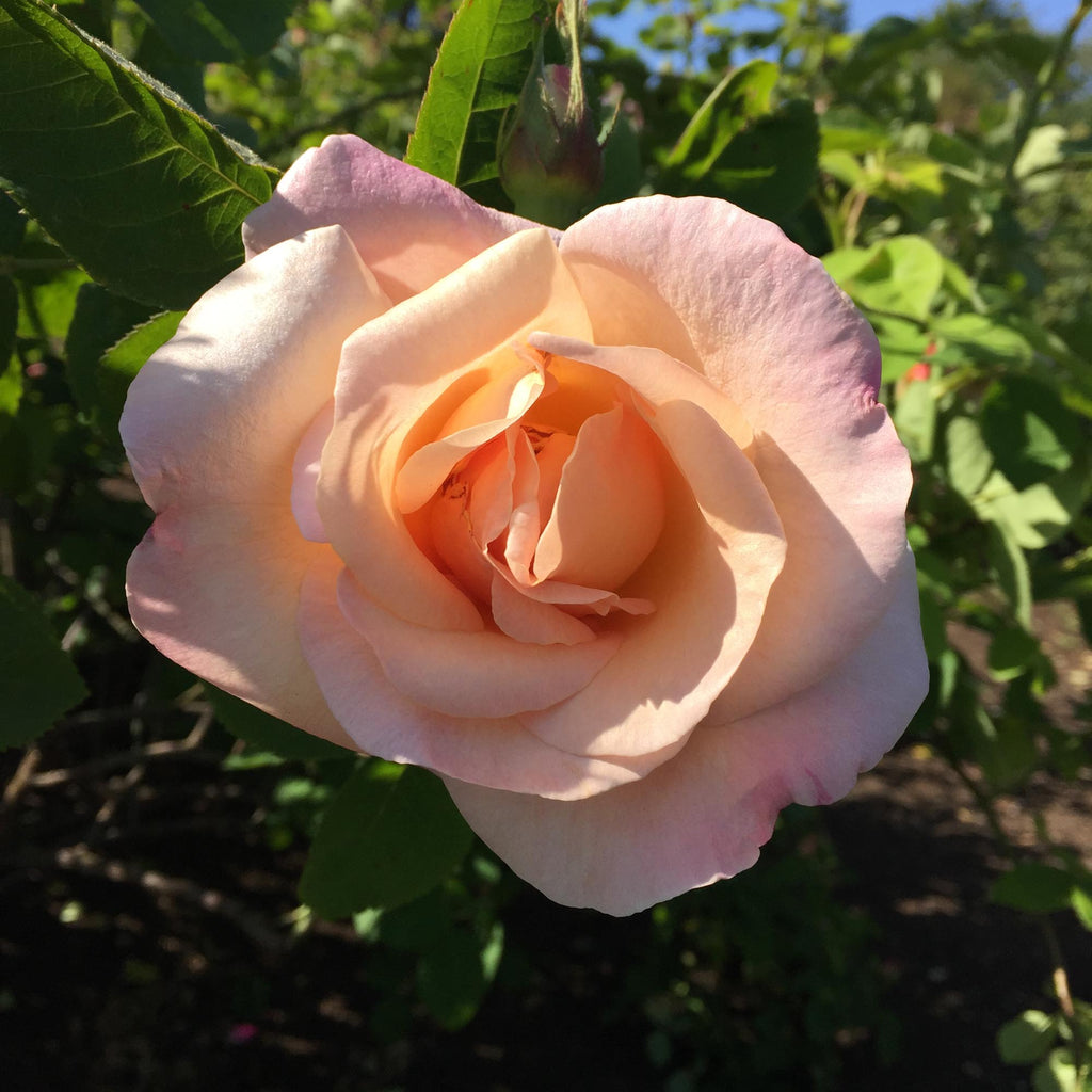 Golden Blush