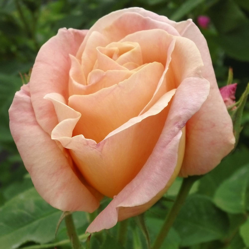 Golden Blush